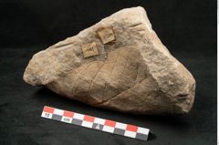 Foto (Seitenansicht) von Credneria acuminata Hampe (NHMW-GEO-2024-0188-10598)